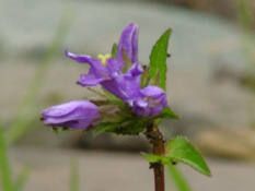 Campanula glomerataKluwenklokje bestellen